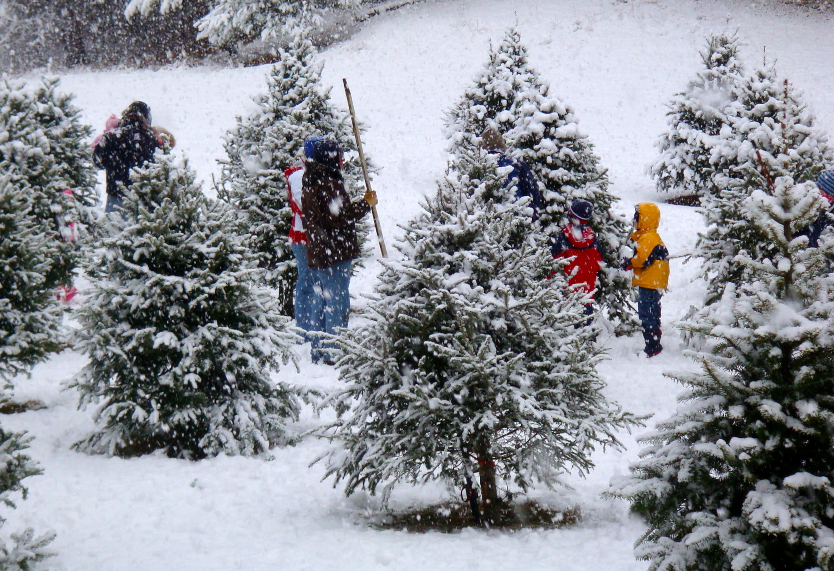 Places to Cut Your Own Christmas Tree in Massachusetts: Christmas Tree Farms in Massachusetts